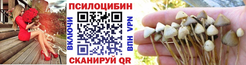 Купить Томмот Псилоцибиновые грибы мицелий